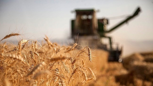 An official says the Iranian government needs no more wheat imports thanks to favorable crop harvest and procurement from local farmers at a time of diminishing grain stocks around the world.