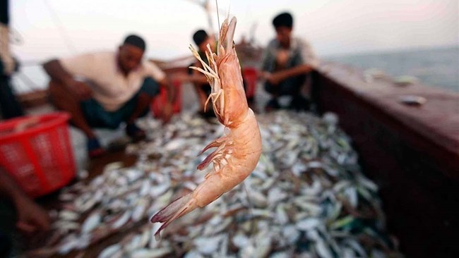 Iran produced some 40,000 tons of shrimp last year out of which 26,000 tons were sent to other countries.