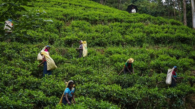 Sri Lanka is likely to sign a deal with Iran to sell its famed tea over the next two years in exchange for the settlement of loans obtained for the purchase of oil, Sunday Times reports.