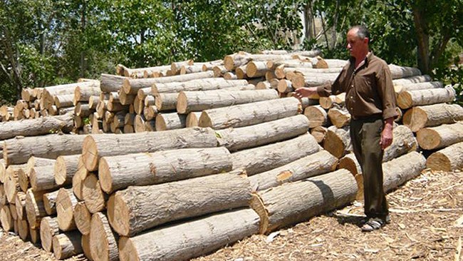 Iranian agriculture authorities say plans are in place for tree plantation in 320,000 hectares of lands to respond to a rising demand for timber which is currently being met through extensive imports.