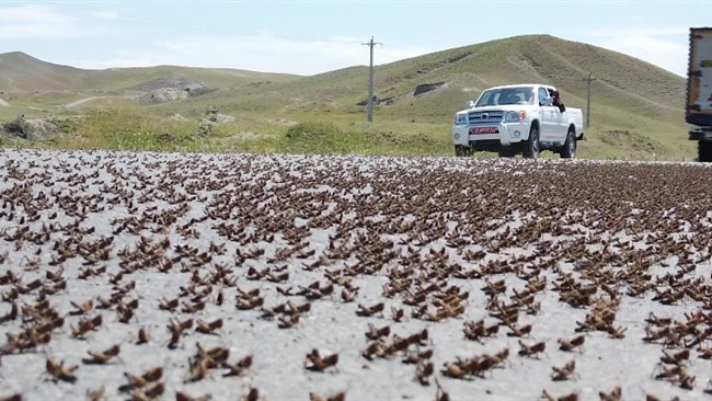 Iranian authorities say Saudi Arabia should do more to help fight a locust plague that could threat crops and food security in the Middle East and North Africa region.