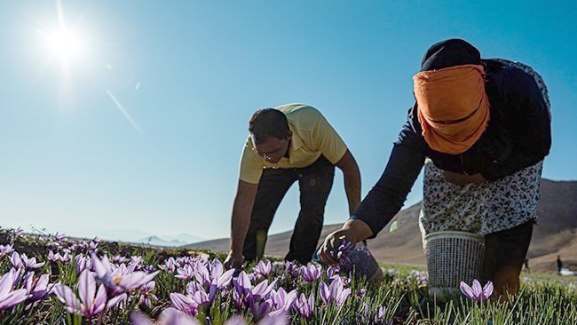 The price of the Iranian saffron has stumbled to historical lows of  $400-500 per kilogram as the new coronavirus pandemic hits major customers in Europe.