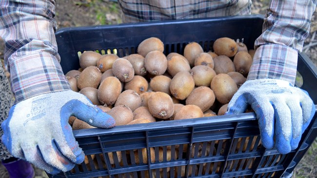 Iran has become the fourth producer of kiwifruit in the world as exports hit a record high of over $80 million a year.
