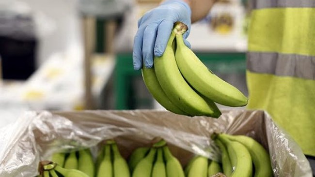 A total of 173,062 tons of bananas worth $113.68 million were imported into Iran during the first four months of the current Iranian year (March 20-July 21).