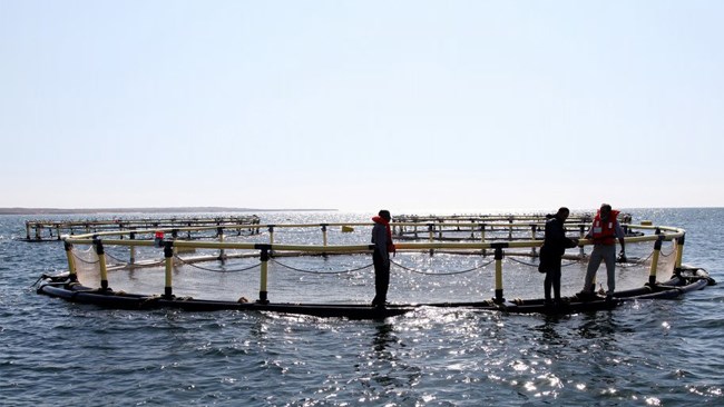Iran is expecting a moderate 15-percent increase in fishery production in the current calendar year as the country keeps expanding its aquaculture sector to alleviate concerns about reaching biological limits in marine fishery.