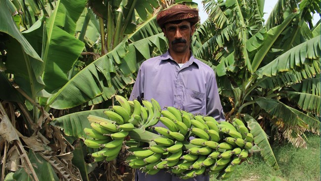 The Iranian government is planning to expand Sistan-Baluchestan’s banana plantations from current 5,000 hectares to 7,000 hectares in cooperation with the private sector. The Agriculture Ministry has estimated that a total of 150,000 tons of bananas will be produced in the province this year.