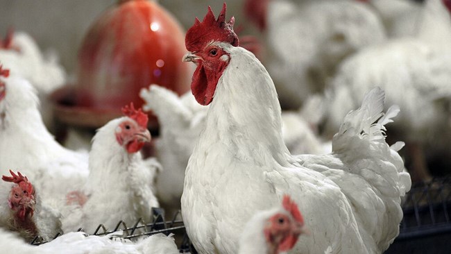 Iran has culled 1.4 million chickens in a province east of the country to contain the spread of the severe bird flu, known as H5N8.