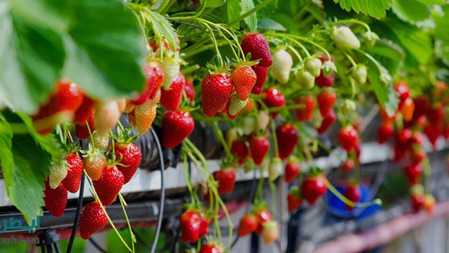 Iran’s largest and most modern greenhouse facility for strawberry production was inaugurated in Khorasan Razavi Province .