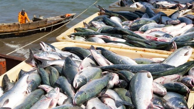 Iran has exported around 61,000 tons of aquatic products during the first six months of the current Iranian year, Iran Customs Administration said.