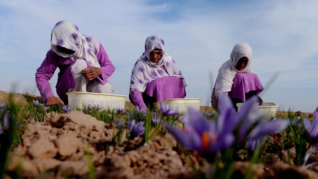 A total of 12.31 tons of saffron worth $13.36 million were exported from Iran to 29 countries during the first month of the current fiscal year (March 21-April 20), registering a 54% and 41% year-on-year rise in weight and value respectively.