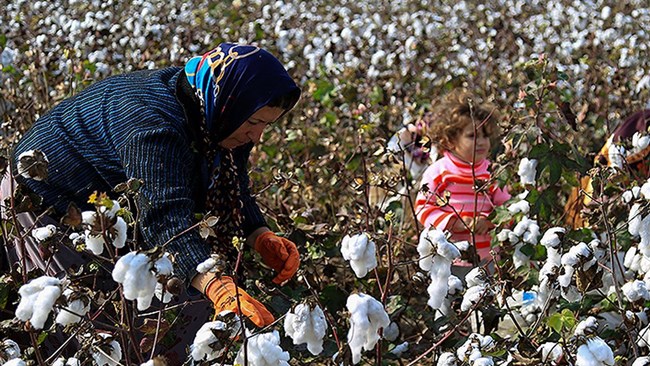 Efforts are underway in Iran to reach self-sufficiency in the production of cotton through increased support for farmers, according to a senior official with the Ministry of Agriculture.