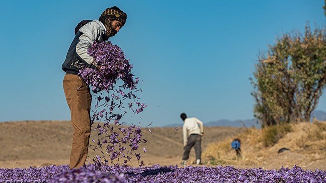Iran exports 200 tons of high-quality saffron overseas annually, according to someone familiar with the matter.