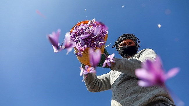 A total of 192 tons of saffron worth $117 million were exported from Iran to 53 countries during the first eight months of the current Iranian year (March 20-Nov. 20), according to the spokesperson of the Islamic Republic of Iran Customs Administration.