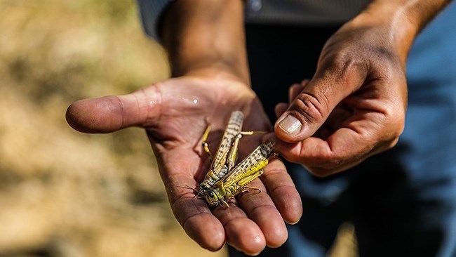 The Food and Agriculture Organization of the United Nations has increased its Emergency Technical Cooperation project (TCP) to help battle swarms of the desert locust by an additional $200,000.