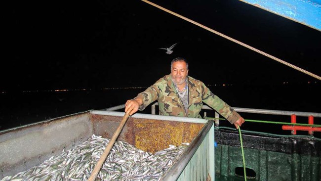 Caspian Sea sprat (common kilka) harvest has begun in Iran’s northern provinces of Gilan and Mazandaran. Iranian fishermen are using 73 vessels to harvest the species.