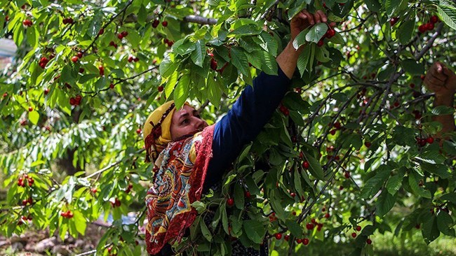 A total of 1.37 million tons of fruit and vegetable worth $425 million were exported from Iran during the first five months of the current Iranian year (March 20-Aug. 21).