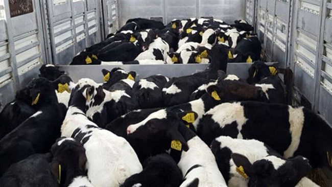 Iran has lifted a ban on exports of live cattle allowing the exports of unproductive cattle.