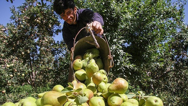 Iran exported a record volume of fruits and nuts worth $196 million to Russia in the first three quarters of 2021.