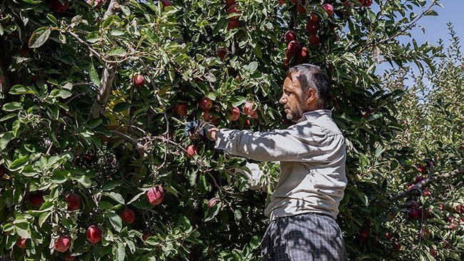 As Azerbaijan Republic has imposed strict regulations for Iranian businesspersons, Iran is exporting apple to Russia through Armenian border, according to a private sector activist.