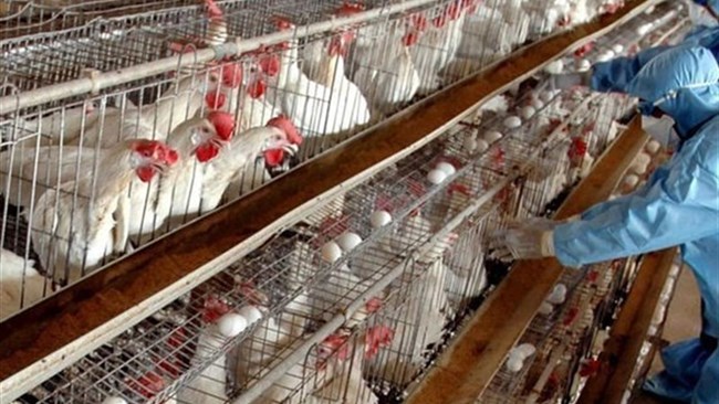 Atotal of 510,700 tons of poultry meat were produced in Iran’s official slaughterhouses in the second quarter of the current Iranian year (June 22-Sept. 22), indicating a 2.2% decline compared with the first quarter of current Iranian year (March 21-June 21).