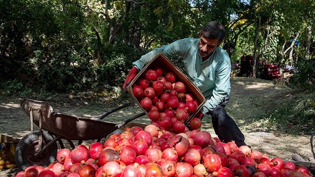 A total of 1.1 million tons of pomegranates are expected to be produced from around 90,000 hectares across the country by the end of the current Iranian year (March 20, 2022), according to an Agriculture Ministry official.