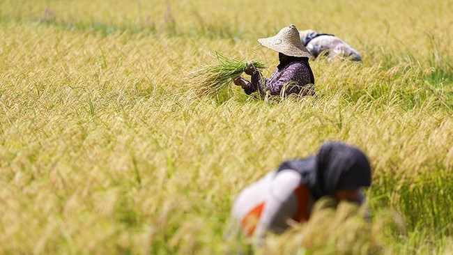 Iran plans overseas farming in Brazil and Russia to grow crops and secure a stable supply amid surging food prices and lingering drought.