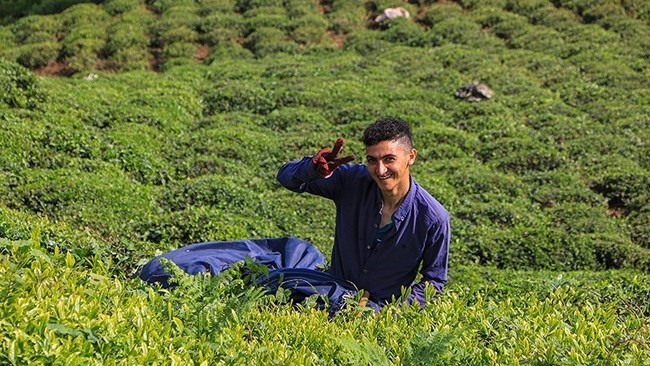 Iranian government has set its guaranteed purchase price for tea at 66,900 rials ($0.3) for top-quality tea leaves and 47,810 rials ($0.2) for other varieties in this year’s harvest, both showing a 45% increase compared with last year’s prices, according to the head of Iran Tea Organization.
