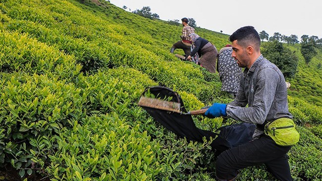 A total of 135,000 tons of green tea leaves are estimated to be harvested in the current Iranian year (started March 21), 4,000 tons more than last year’s output, according to the head of Iran Tea Organization.
