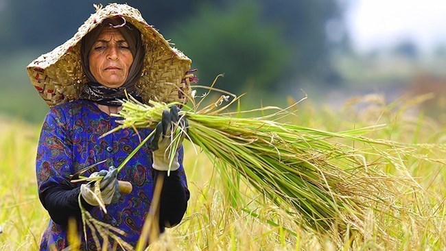 Atotal of 2.2 million tons of rice are estimated to be produced in Iran during the current Iranian year (March 2021-22) to register a 13% decline compared with last year, according to the director general of Grains and Essential Goods Department of Agriculture Ministry.