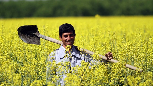 Low precipitation and water shortage have caused Iran’s colza production to decline slightly in the current crop year (September 2020-21), according to the director of Agriculture Ministry’s National Oilseed Project.