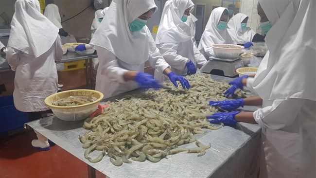 Head of Iran Fisheries Organization said on Saturday that Iran has targeted to export some 160,000 tons of shrimp by the country’s 2025 Vision Plan.