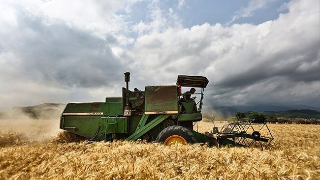 More than 5.7 million hectares of farmland have gone under wheat cultivation so far this year, which is 5% less than last year’s area, according to the Agriculture Ministry.