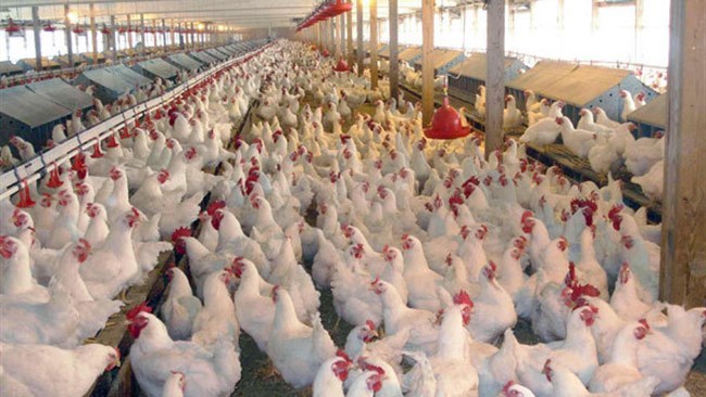 Iran has resumed the exports of poultry products to neighboring Iraq, according to the director of Iran Veterinary Organization.