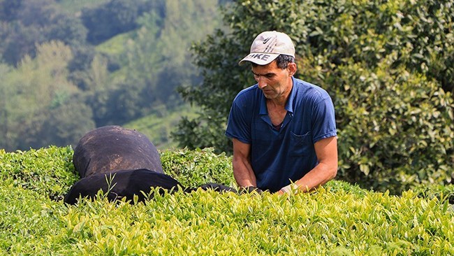 Iran has produced as much as 149,310 tons of tea in this crop year to set a 13-year record, according to the head of the Iranian Tea Organization.