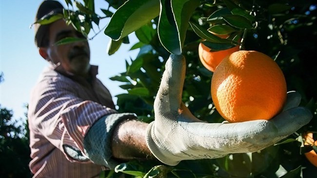 Citrus fruits of northern Iranian province of Mazandaran are sold in China for the first time, according to the head of Trade Promotion Organization of Iran (TPO).