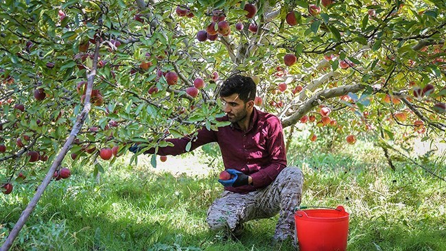 Iran’s exports of apple fell by nearly a half in volume terms in the past calendar year, according to a senior official at the country’s agriculture ministry (MAJ).