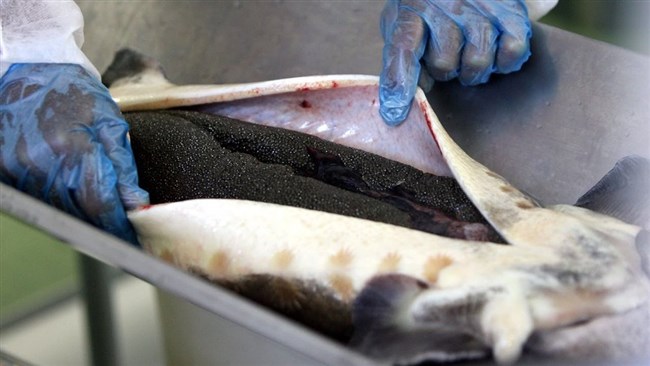 Atotal of 18.5 tons of farmed caviar and 4,600 tons of sturgeon meat were produced in Iran in the fiscal 2022-23 (ended March 20), according to an official of Iran Fisheries Organization.