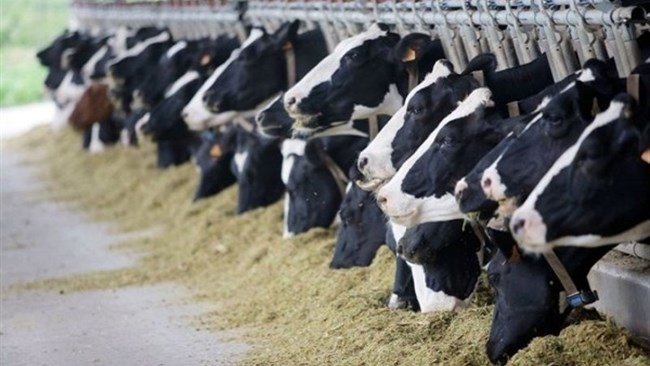 A total of 1.87 million tons of different kinds of livestock feed worth $887 million were imported to Iran during the first two months of the current calendar year (March 21-May 21), according to the Islamic Republic of Iran Customs Administration.