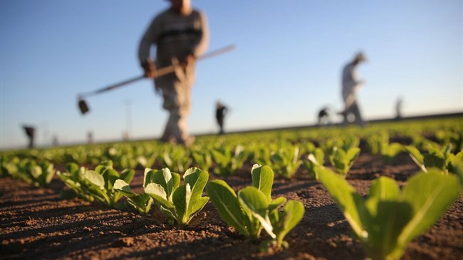 Iran has set a target to expand its overseas farming to 2 million hectares (4.942 million acres) by 2029 amid efforts to ensure sufficient food supplies in the country.