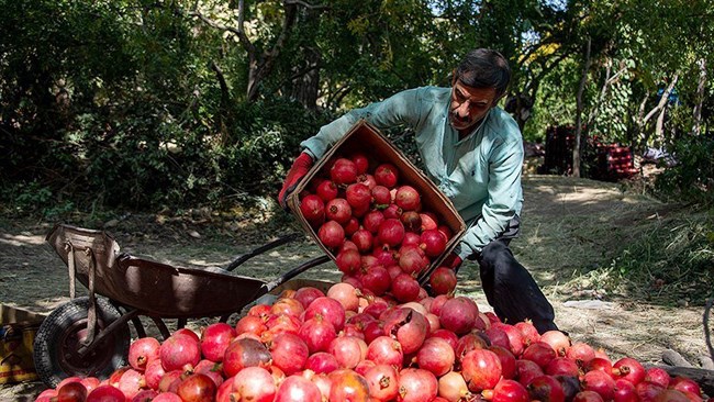 Kyrgyzstan has doubled its imports of fresh fruits from Iran in the first nine months of 2024 compared to the same period last year, IRNA reported on Monday, citing a report by the National Statistical Committee of the Kyrgyz Republic (NSC).