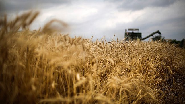 Iran has purchased some 4.4 million tons of wheat at the worth of over $1.3 billion from domestic producers since April in carrying out a national plan which guarantees the purchase of domestic production of the crop.