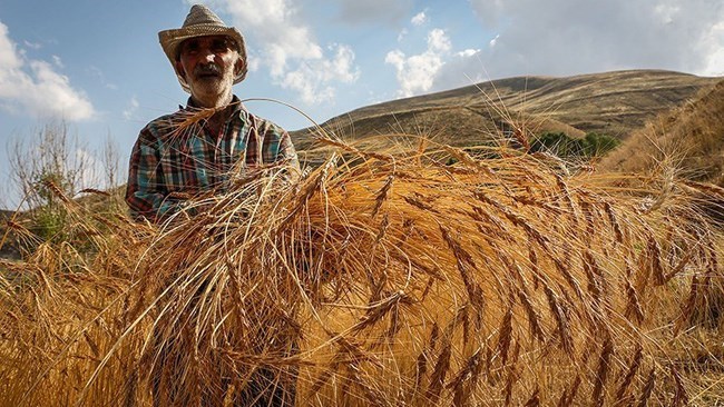 Iran has purchased some 5.6 million tons of wheat worth over $1.647 billion from domestic producers since April in carrying out a national plan which guarantees the purchase of domestic production of the crop, according to a senior official with the Ministry of Agricultural Jihad (MAJ).