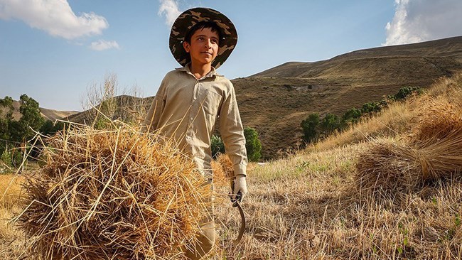 In line with efforts to increase Iranian wheat output over the past few years, the country has plans to give a further rise to its rain-fed wheat production within the next 3 years, according to deputy minister of agricultural jihad.