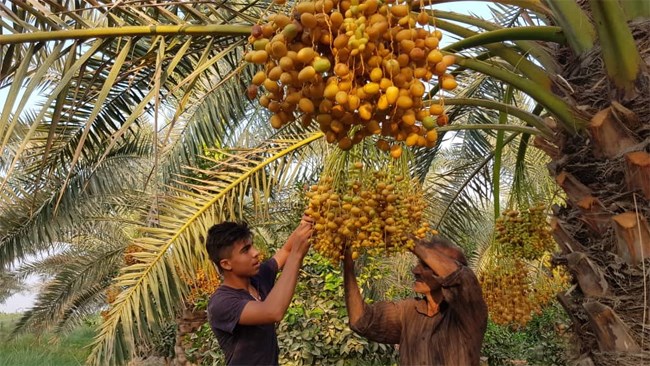 The chairman of the National Date Association of Iran said that Iran, after Egypt, is the second largest producer of dates in the world, and stands in the first rank in terms of variety of dates.