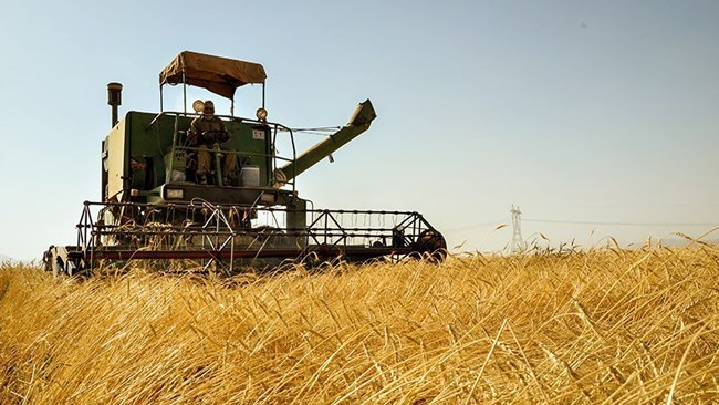 Wheat production has risen by up to 100% in some Iranian provinces thanks to bumper harvest and price incentives offered to farmers.