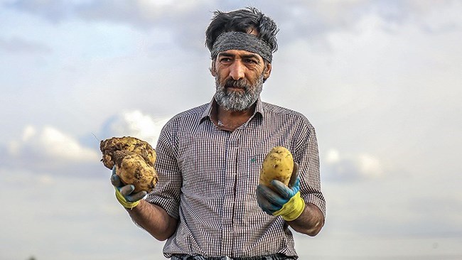 The value of Iran’s potato exports reached $52 million during the first five months of the current Iranian calendar year.