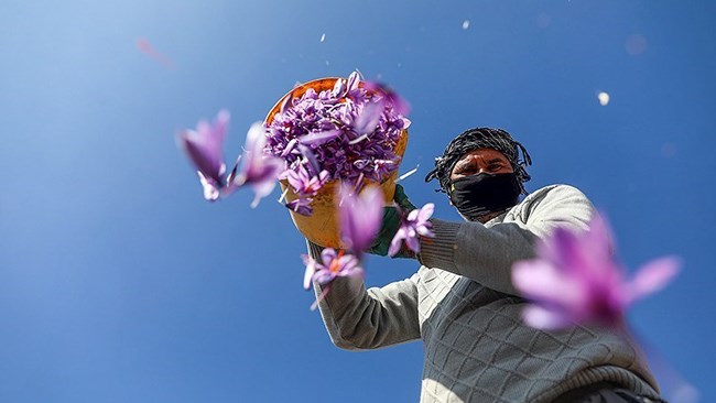 Iran seeks to increase its saffron production by 20% in the next three years to meet a target set in its five-year development plan.
