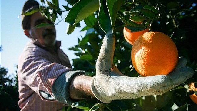 The Iranian agriculture ministry (MAJ) has banned exports of more crops from the country as part of efforts to control soaring food prices in the domestic market in the days remaining until the holy month of Ramadan and the new Iranian year.